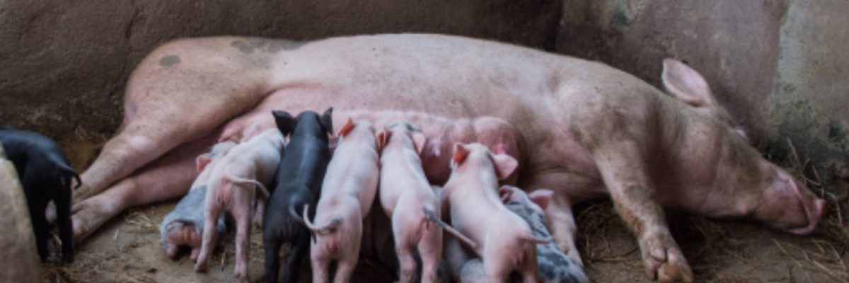 Un cycle de formations pour les éleveurs de porcs au Vietnam